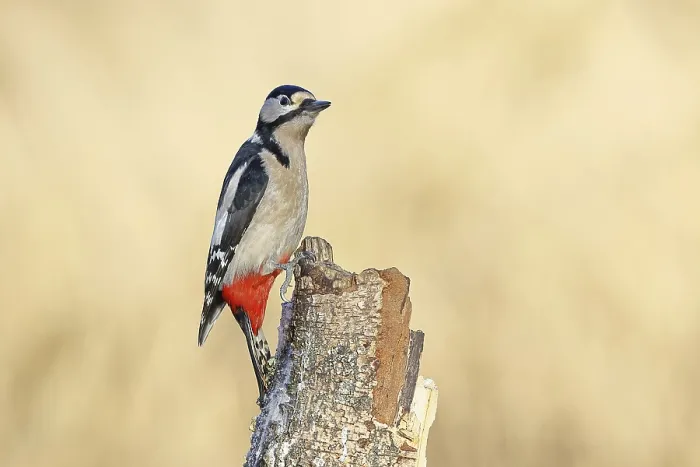 Framed Print : Great spotted woodpecker (Dendrocopus major) Framed Print : Great spotted woodpecker (Dendrocopus major)