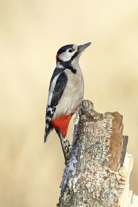 Framed Print : Great spotted woodpecker (Dendrocopus major) Framed Print : Great spotted woodpecker (Dendrocopus major)