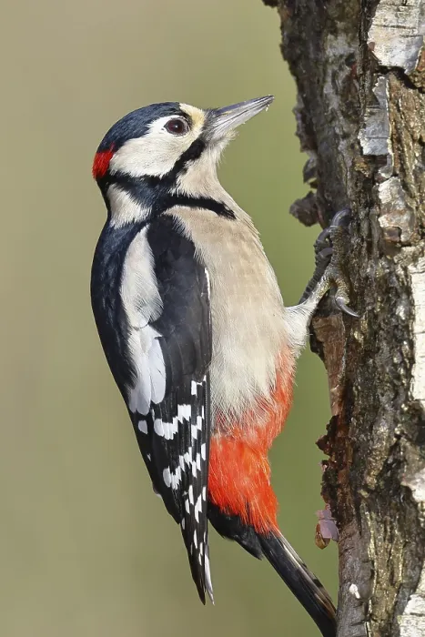 Framed Print : Great spotted woodpecker (Dendrocopus major) Framed Print : Great spotted woodpecker (Dendrocopus major)