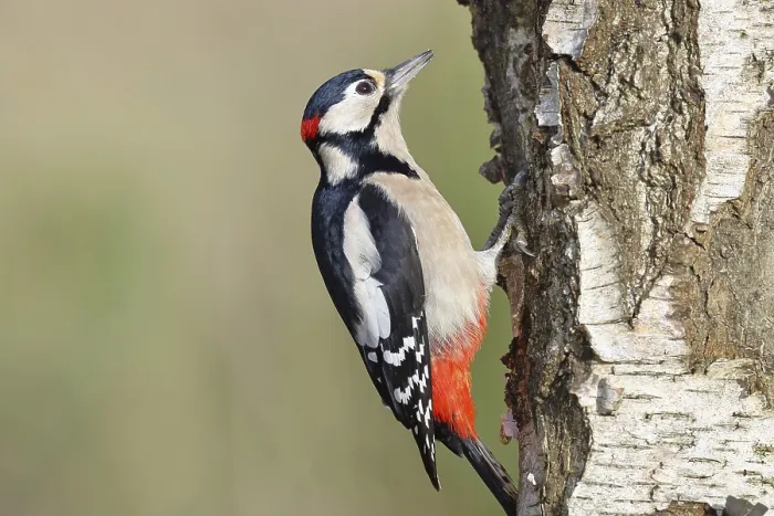 Framed Print : Great spotted woodpecker (Dendrocopus major)