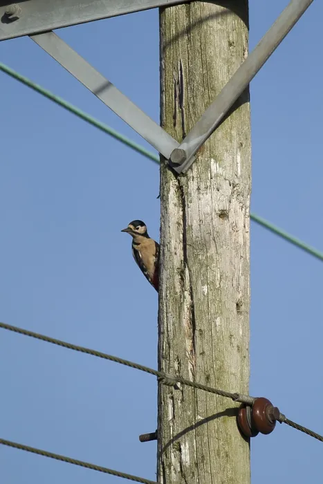 Framed Print : Great spotted woodpecker (Dendrocopus major) adult bird perched on a telegraph pole