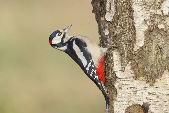 Framed Print : Great spotted woodpecker (Dendrocopus major) male on a birch tree