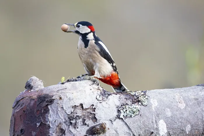 Framed Print : Great spotted woodpecker (Dendrocopus major) ml Germany