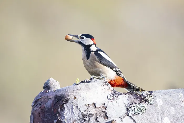 Framed Print : Great spotted woodpecker (Dendrocopus major) ml Germany