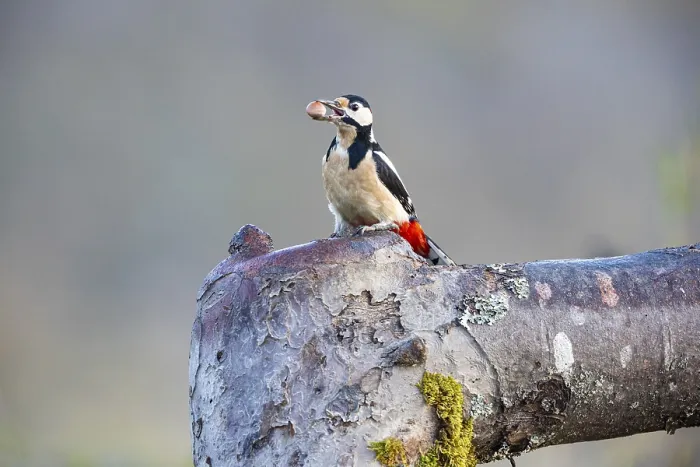 Framed Print : Great spotted woodpecker (Dendrocopus major) ml Germany Framed Print : Great spotted woodpecker (Dendrocopus major) ml Germany