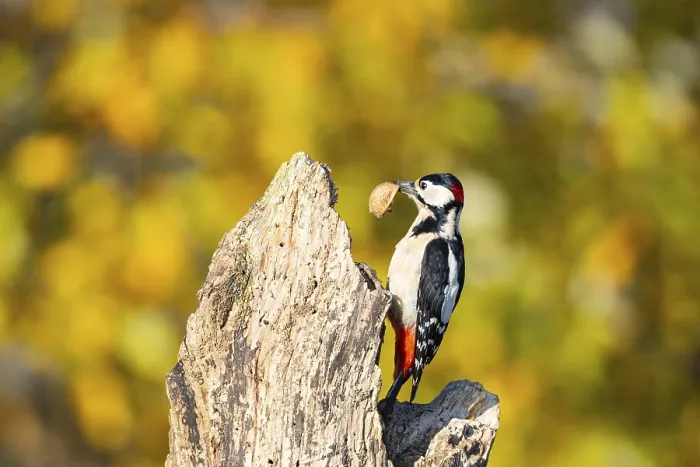 Framed Print : Great spotted woodpecker (Dendrocopus major) ml Germany