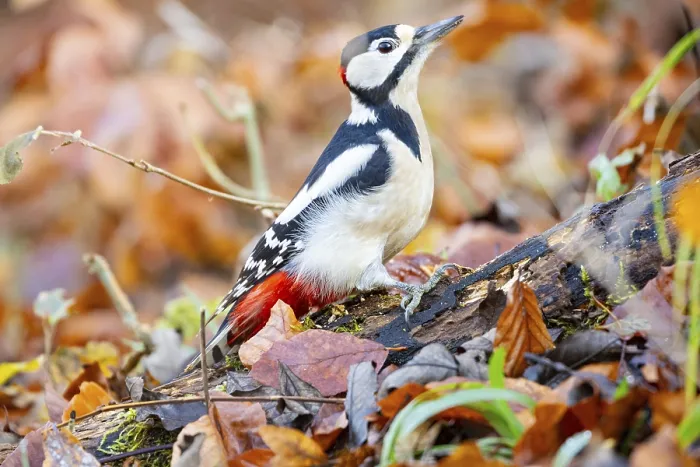Framed Print : Great spotted woodpecker (Dendrocopus major) ml Germany
