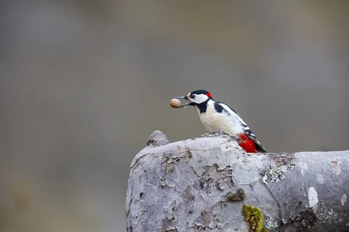 Framed Print : Great spotted woodpecker (Dendrocopus major) ml Germany