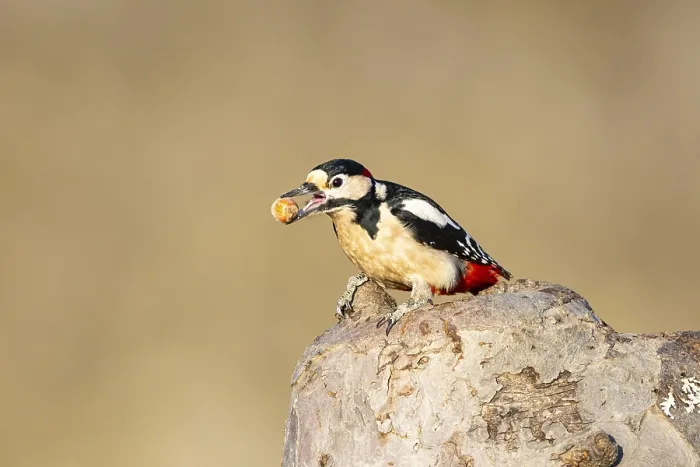 Framed Print : Great spotted woodpecker (Dendrocopus major) ml Germany