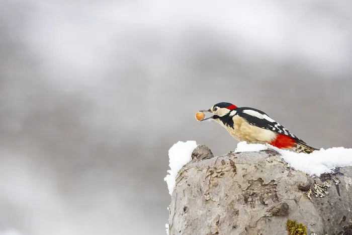 Framed Print : Great spotted woodpecker (Dendrocopus major) ml Germany
