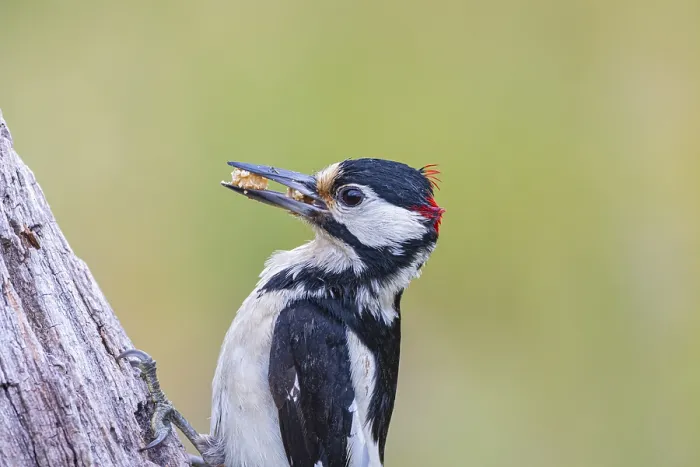 Framed Print : Great spotted woodpecker (Dendrocopus major) ml Germany