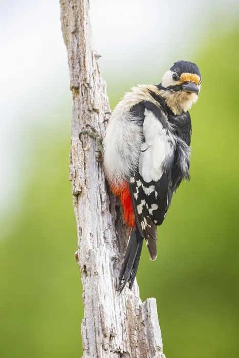 Framed Print : Great spotted woodpecker (Dendrocopus major) ml Germany
