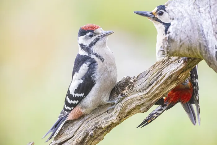 Framed Print : Great spotted woodpecker (Dendrocopus major) ml Old bird feeding young bird Germany Framed Print : Great spotted woodpecker (Dendrocopus major) ml Old bird feeding young bird Germany