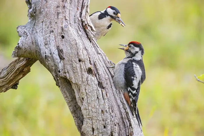 Framed Print : Great spotted woodpecker (Dendrocopus major) ml Old bird feeding young bird Germany