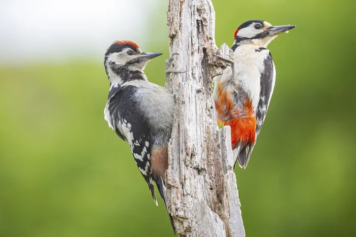 Framed Print : Great spotted woodpecker (Dendrocopus major) ml Old bird feeding young bird Germany