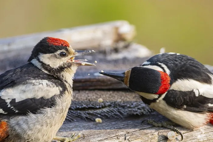 Framed Print : Great spotted woodpecker (Dendrocopus major) ml Old bird feeding young bird Germany