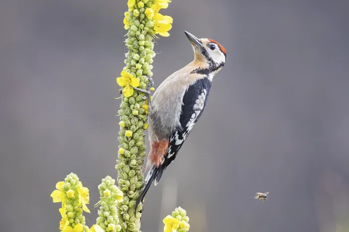 Framed Print : Great spotted woodpecker (Dendrocopus major) young bird Germany