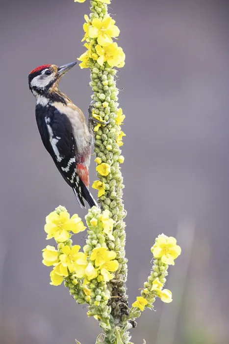 Framed Print : Great spotted woodpecker (Dendrocopus major) young bird Germany