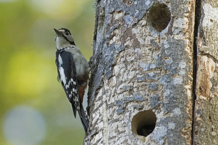 Framed Print : Great spotted woodpecker female hanging on tree trunk with nesting holes looking from the front