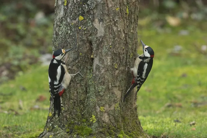 Framed Print : Great spotted woodpecker two males sitting in green grass next to tree trunk Framed Print : Great spotted woodpecker two males sitting in green grass next to tree trunk