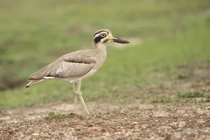 Framed Print : Great Stone-curlew (Esacus recurvirostris) perched on the ground