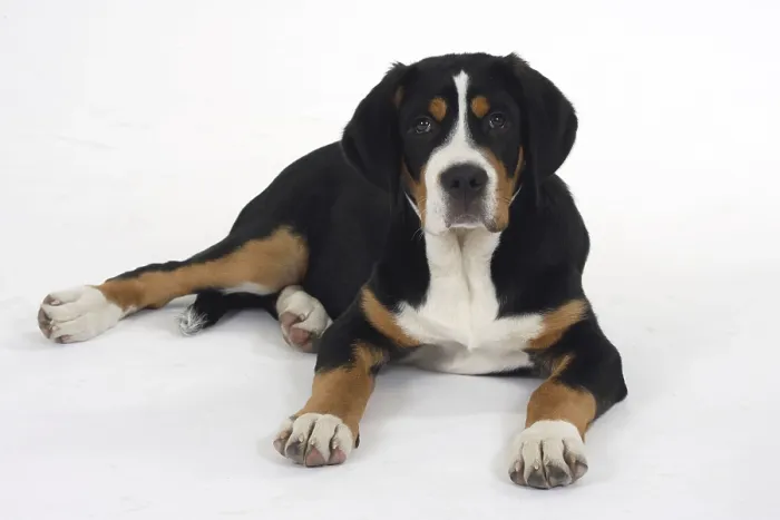 Framed Print : Great Swiss Mountain Dog, puppy, 14 weeks