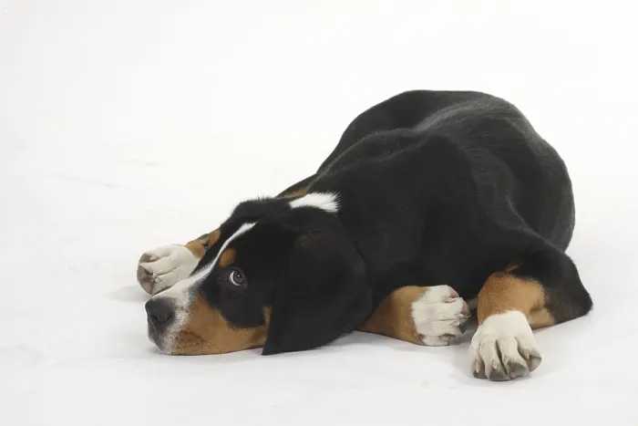 Framed Print : Great Swiss Mountain Dog, puppy, 14 weeks Framed Print : Great Swiss Mountain Dog, puppy, 14 weeks