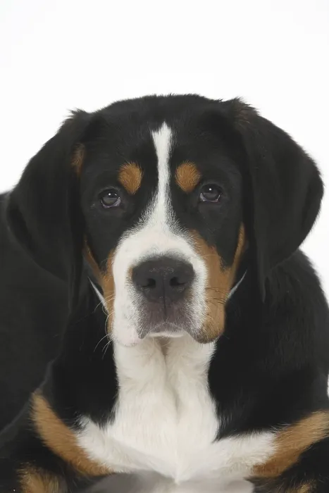 Framed Print : Great Swiss Mountain Dog, puppy, 14 weeks