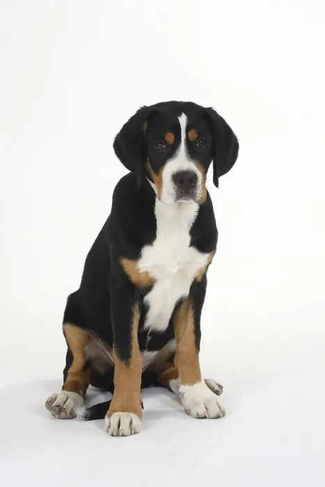 Framed Print : Great Swiss Mountain Dog, puppy, 14 weeks
