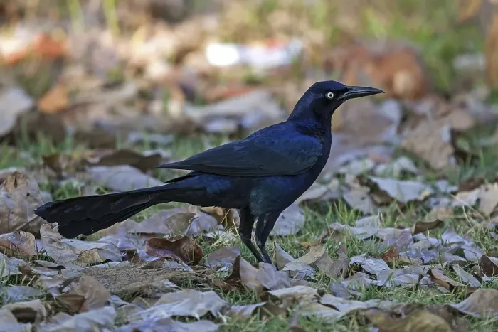 Framed Print : Great-tailed grackle (Quiscalus mexicanus)