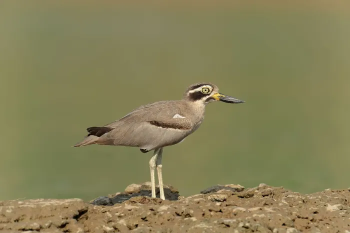 Framed Print : Great Thick-knee (Burhinus recurvirostris) Uttar Pradesh Framed Print : Great Thick-knee (Burhinus recurvirostris) Uttar Pradesh