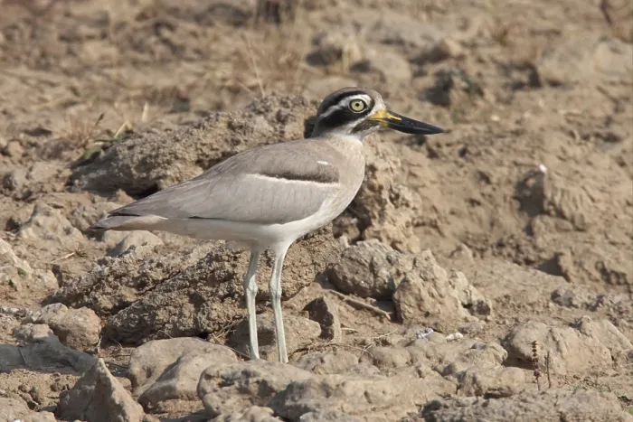 Framed Print : Great Thick-knee (Esacus recurvirostris)