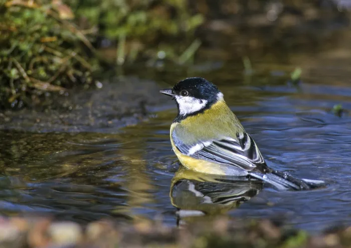 Framed Print : Great tit, great tit, parus major Framed Print : Great tit, great tit, parus major
