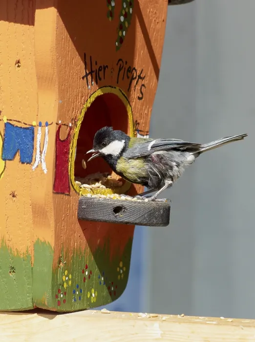 Framed Print : The great tit is the largest and most common species of titmouse
