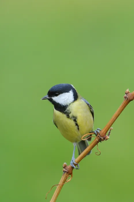 Framed Print : Great Tit (Parus major)