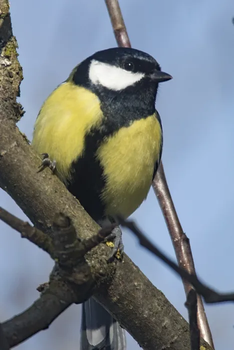 Framed Print : Great Tit (Parus major)
