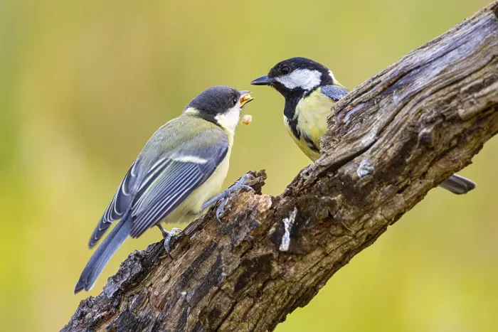 Framed Print : Great tit (Parus major) adult bird feeds young Germany