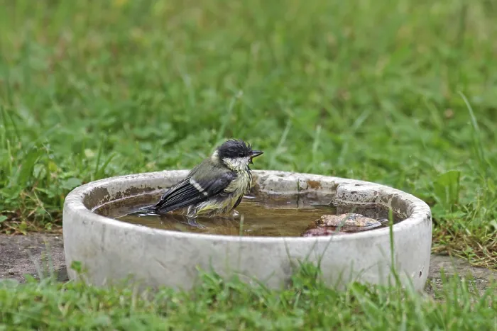 Framed Print : Great tit (Parus major), bird bath Framed Print : Great tit (Parus major), bird bath