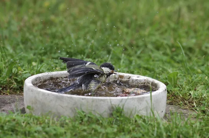 Framed Print : Great tit (Parus major), bird bath