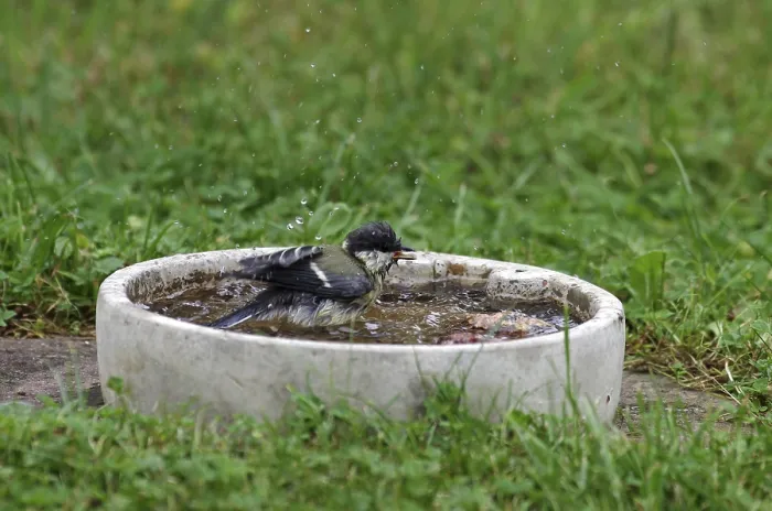 Framed Print : Great tit (Parus major), bird bath Framed Print : Great tit (Parus major), bird bath