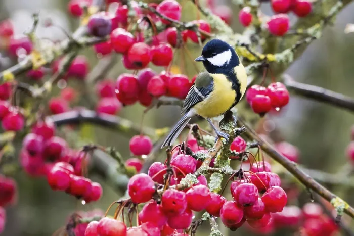 Framed Print : A great tit (Parus major) on a branch full of red berries Framed Print : A great tit (Parus major) on a branch full of red berries