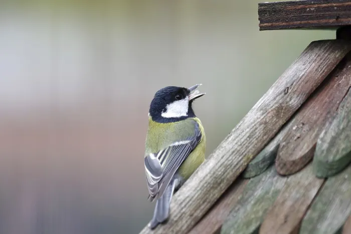 Framed Print : Great tit (Parus major), close-up