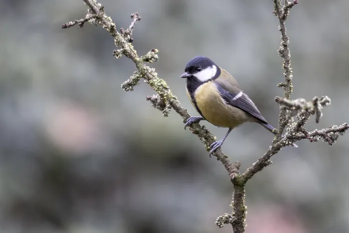 Framed Print : Great Tit (Parus major), Emsland