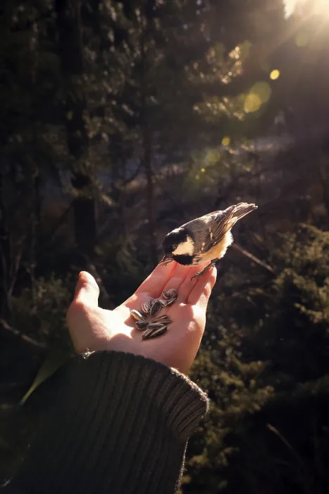 Framed Print : Great tit (Parus major) feeding on a hand in the sunset