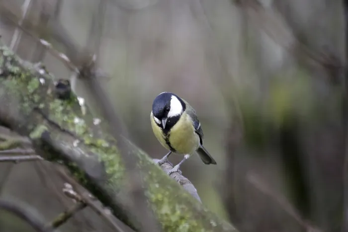 Framed Print : Great tit (Parus major), female