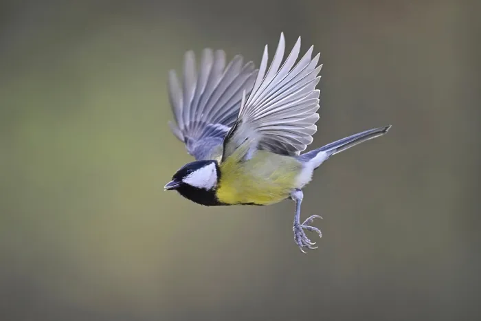 Framed Print : Great Tit (Parus major), in flight