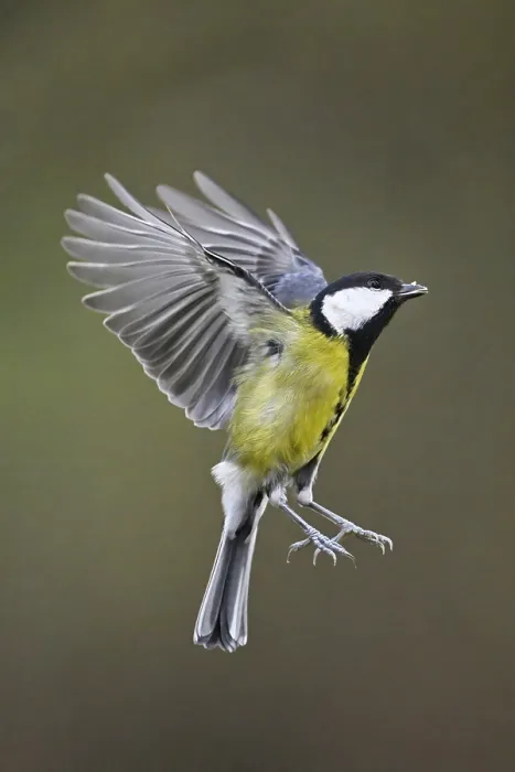 Framed Print : Great Tit (Parus major), in flight