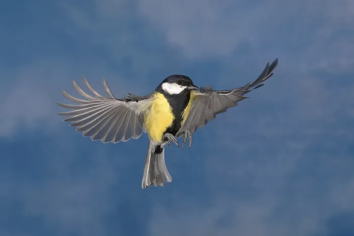 Framed Print : Great tit (Parus major) in flight in front of the sky