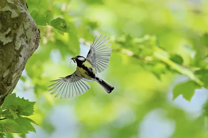 Framed Print : Great tit (Parus major), with food in its beak approaching the breeding den