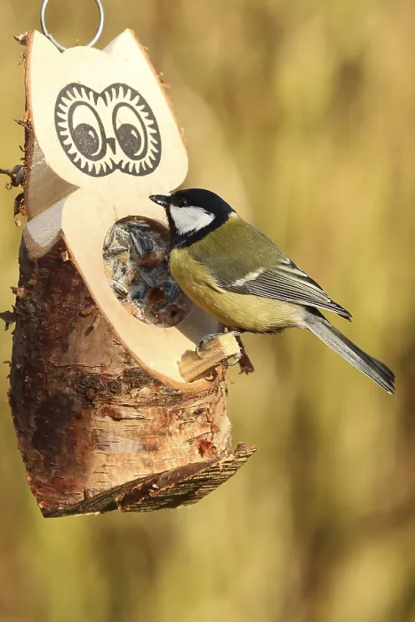 Framed Print : Great Tit (Parus major), Lower Saxony